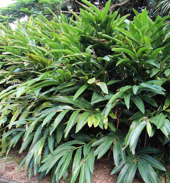 Alpinia zerumbet variegata (gingembre coquille) pot de 3 litres - 50/60 cm