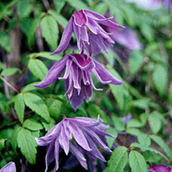 Clématite à grandes pétales - clematis macropetala - 50-60 cm pot