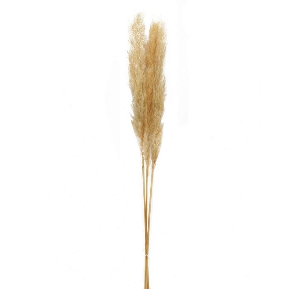 Herbe De La Pampa Séchée Truffaut