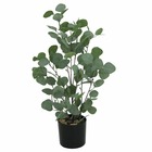 Eucalyptus artificiel, effet blanchi, h.60cm, vert - enoha