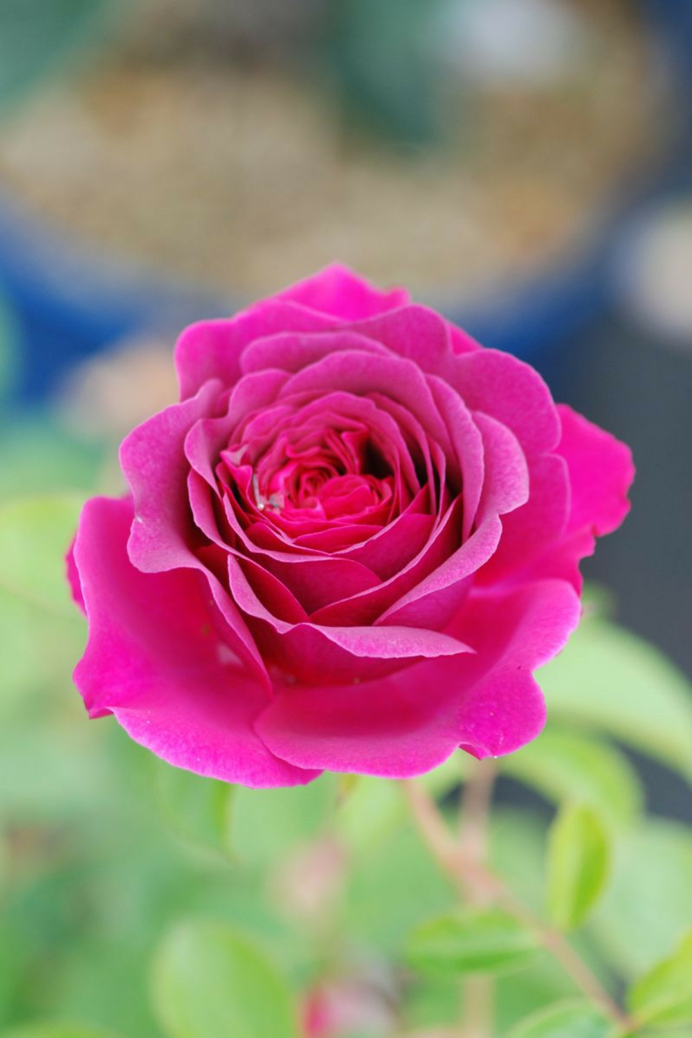 Rosier décorosiers ? Purple voluptia ? - en pot de 5 litres