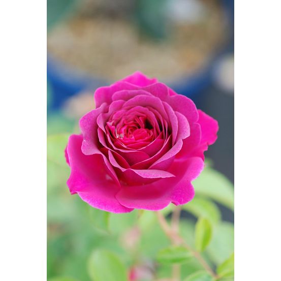 Rosier décorosiers ? Purple voluptia ? - en pot de 5 litres