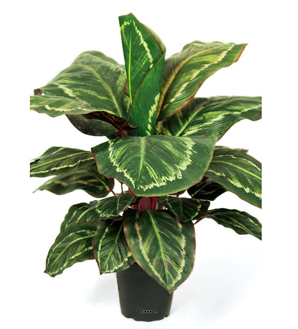 Maranta plante artificielle en pot h 55 cm très dense