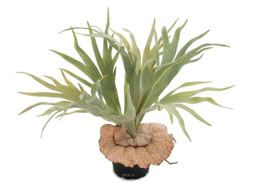 Platycerium bifurcatum artificiel en pot