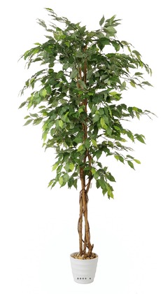 Ficus artificiel abai H 180 cm 1134 superbes