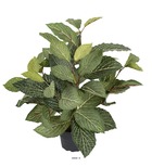 Fitonnia artificiel en pot, h 40 cm, d 40 cm vert - couleur: vert