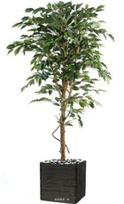 Ficus benjamina factice grande feuille tronc naturel, pot h150 cm vert - dimhaut