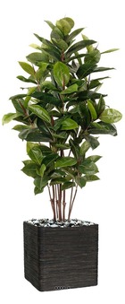 Ficus robusta factice tronc pe en pot beau et rare h150cm d85cm vert - choisisse