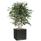 Ficus exotica artificiel h110cm l85cm en buisson tronc naturel en pot - dimhaut:
