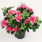 Azalee artificielle en pot h 25 cm d 30 cm qualité top rose fushia - couleur: ro