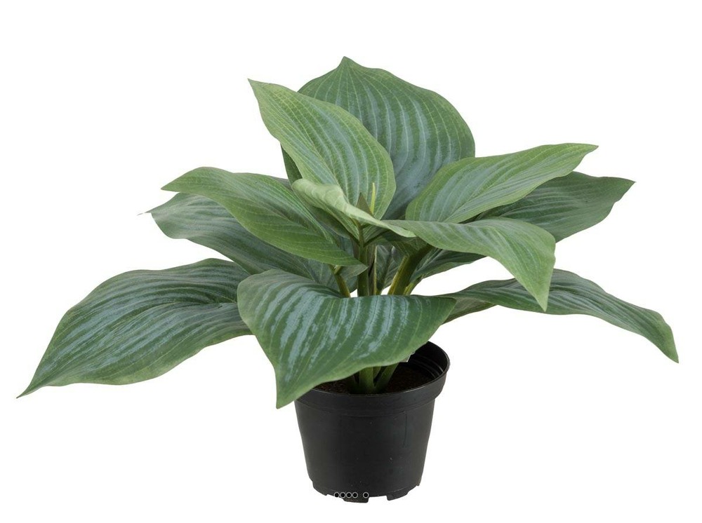 Hosta artificiel en pot, larges feuilles