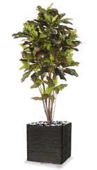 Croton h 230 cm 623 feuilles artificiel superbe - dimhaut: h 230 cm - couleur: v
