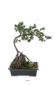 BonsaÃ¯ Pinus artificiel, sur pierre