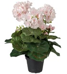 Géranium factice rose pâle 6 têtes en pot lesté h35cm belles feuilles - couleur: