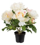 Pivoine artificielle en pot h 35 cm 4 fleurs et 2 boutons blanc rose - couleur: