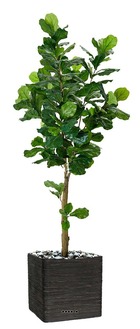 Ficus lyrata factice tronc pe en pot jolie figuier h210cm d100cm vert - dimhaut: