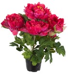 Pivoine artificielle en pot h 35 cm 4 fleurs et 2 boutons rose fushia - couleur:
