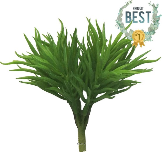 SENECON DE BARBETON ARTIF 2-(939832)