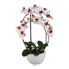 Orchidée factice 4hampes coupe céramique h60cm touché réel rose-crème - couleur:
