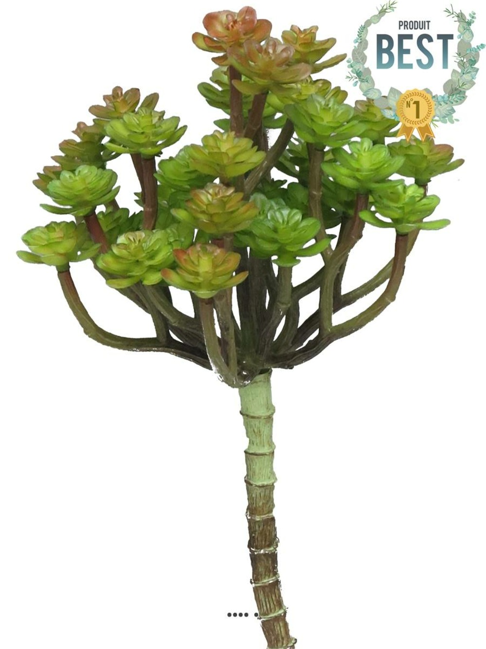 MINI TETES D ECHEVERIA AR 2-(939671)