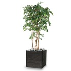 Ficus natasja artificiel multitroncs bois en pot h 110 cm vert - dimhaut: h 110
