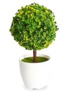 Mini plante topiaire vert jaune déco h25cm en pot plastique blanc - couleur: bla