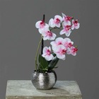 Orchidée phalaenopsis artificielle en pot céramique, h 30 cm rose-crème - couleu