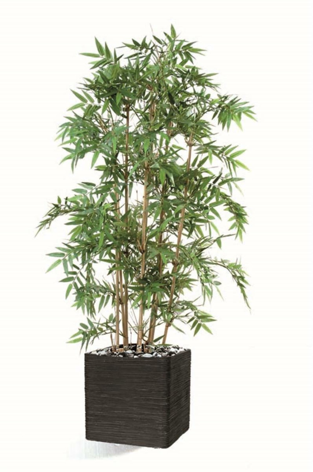 BAMBOU ORIENTAL FACTICE X 1-(957654)