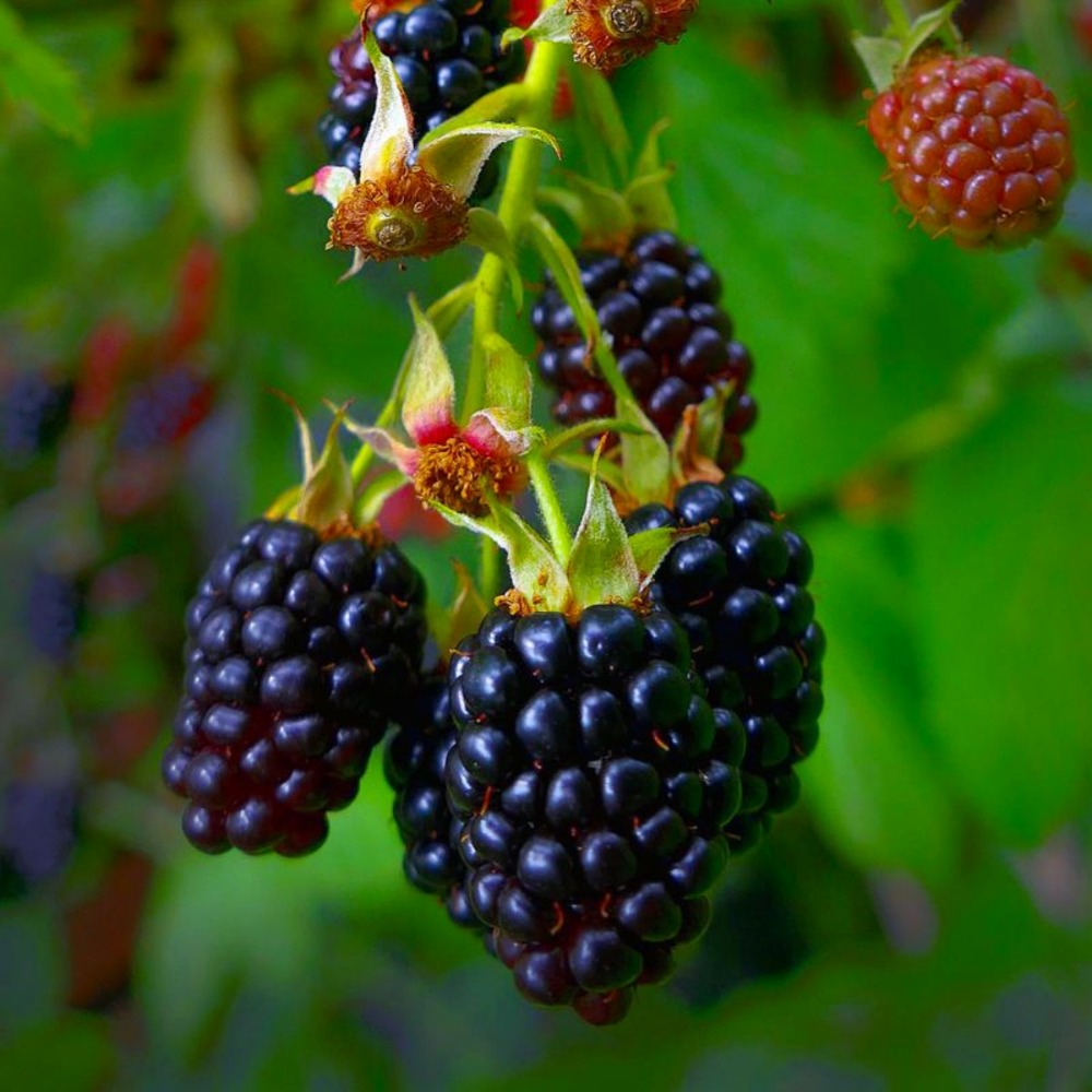 Mûre 'thornfree' (rubus fruticosus 'thornfree')