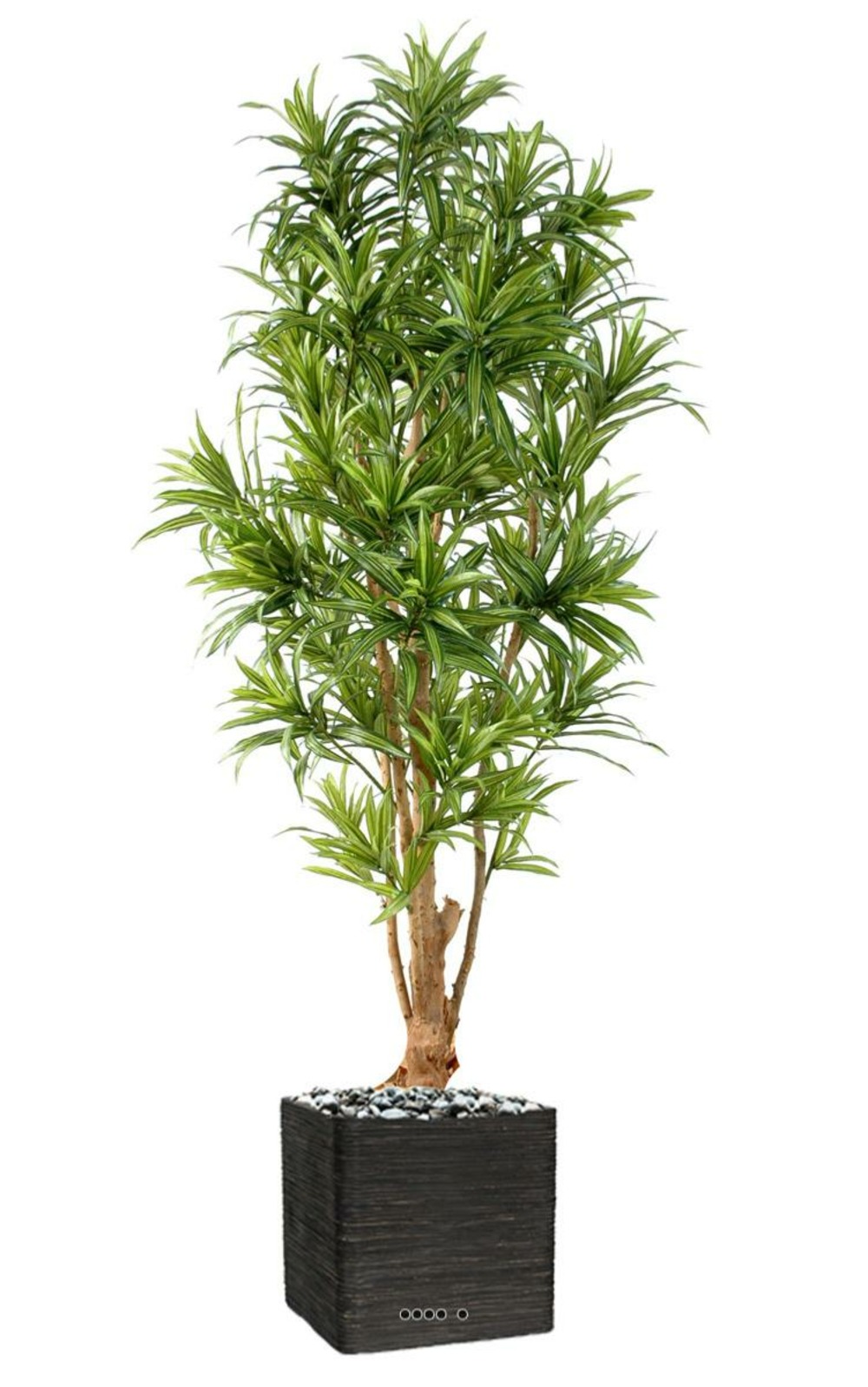 Dracaena reflexa artificiel h 190 cm