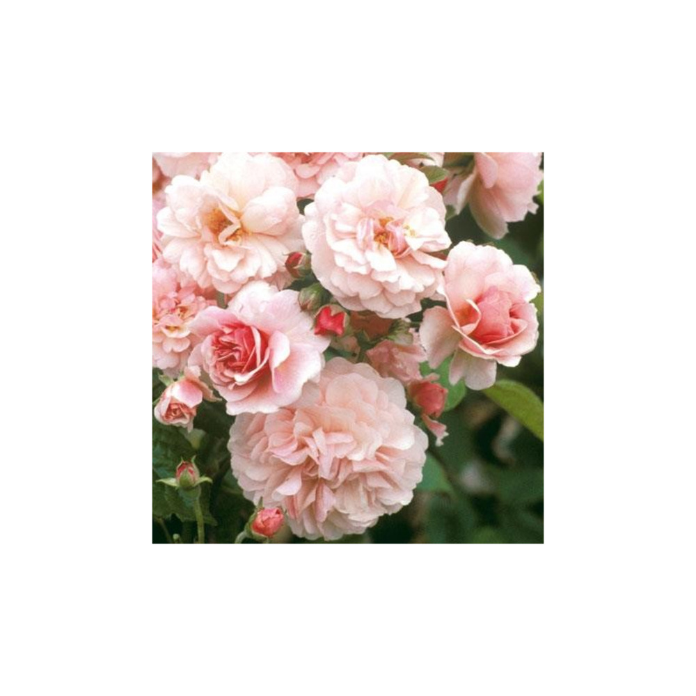 Rosier buissonnant rose pâle cornélia conteneur 5 litres