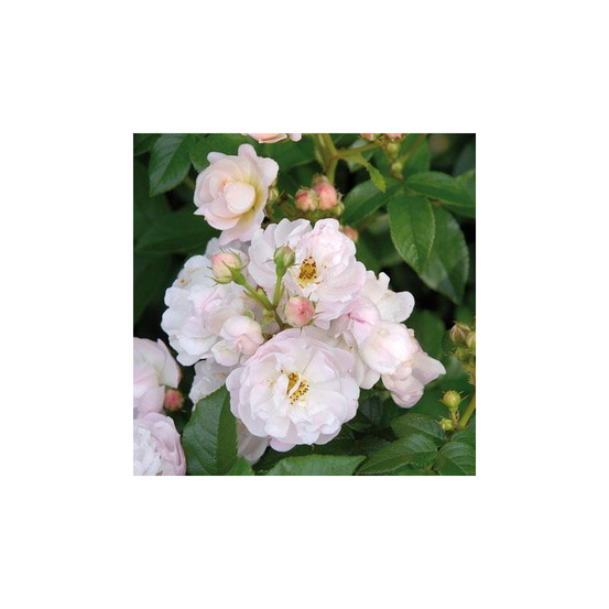 Rosier buissonnant blanc auberge de l'ill® evelill conteneur 5 litres