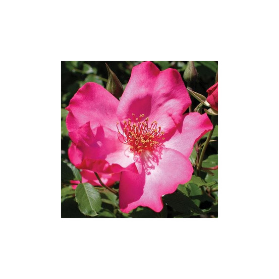 Rosier rose vif roville® evero conteneur 5 litres
