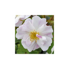 Rosier buissonnant blanc rosee du matin® evematch conteneur 5 litres