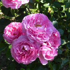 Rosier buissonnant rose clair genie leonard® evesorja conteneur 5 litres