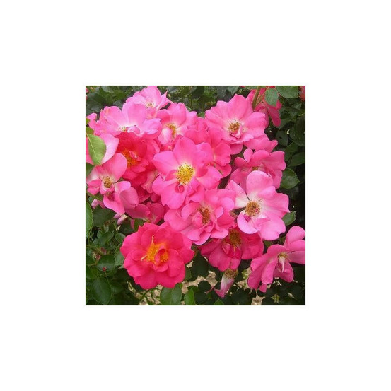 Rosier rose vif rose bonbon® evefrais conteneur 5 litres