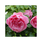 Rosier buissonnant rose clair leonard de vinci® meideauri conteneur 5 litres