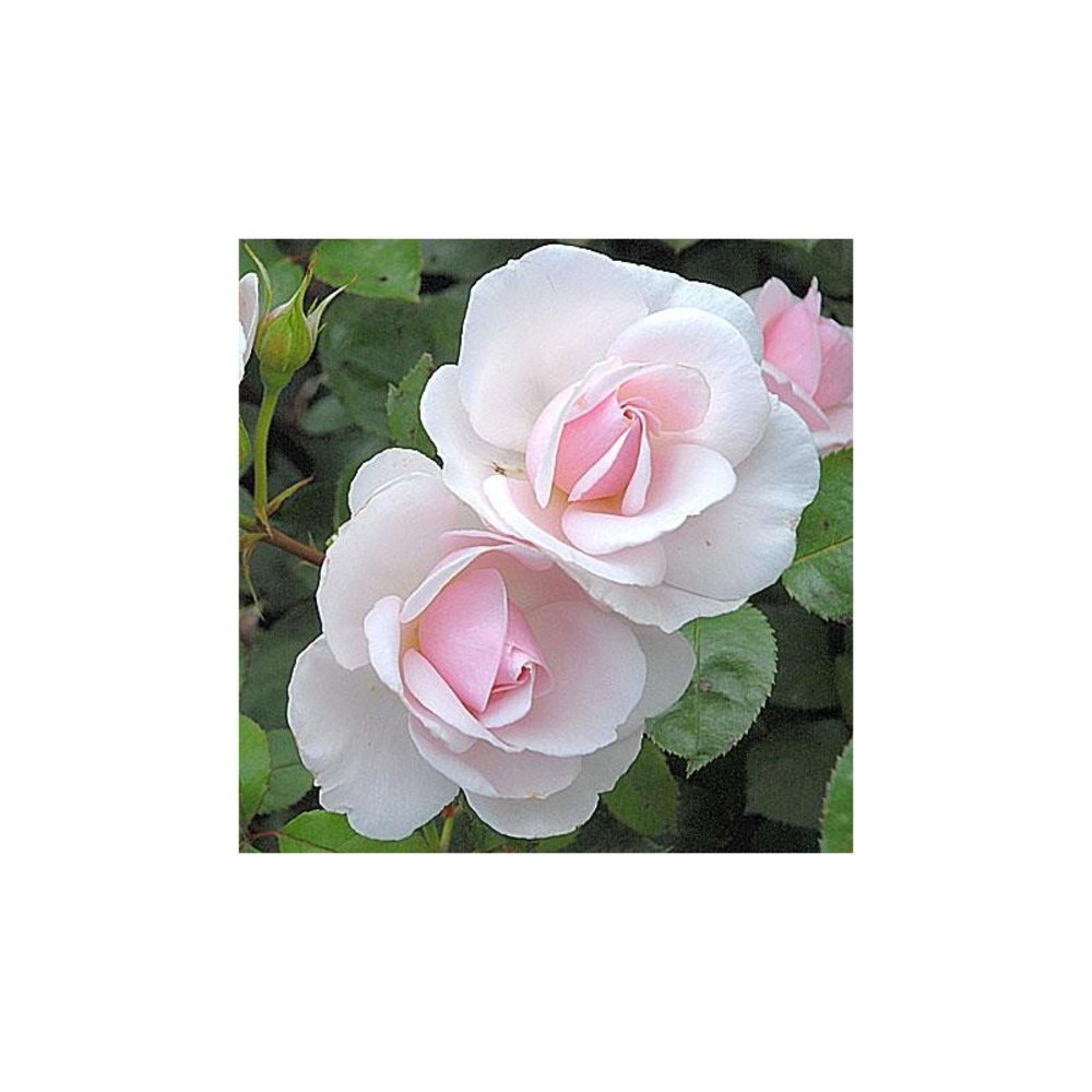 Rosier buissonnant rose pâle jardin de granville® evanrat conteneur 5 litres