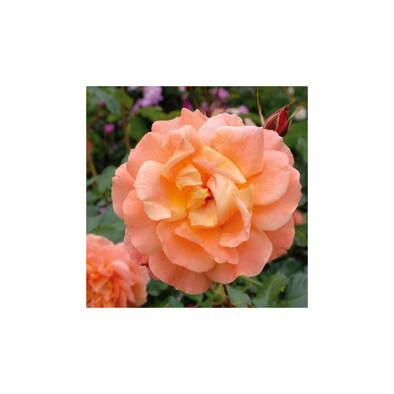 Rosier semi érigé orange westerland® korwest conteneur 5 litres