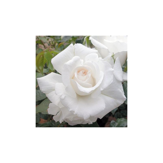 Rosier buissonnant blanc annapurna® dorblan conteneur 5 litres