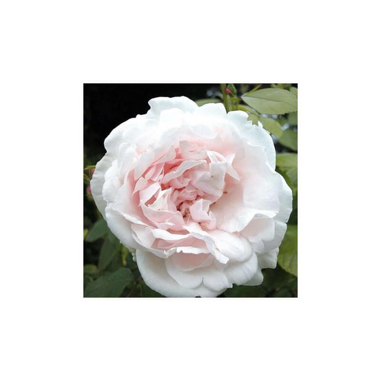 Rosier blanc mme alfred carrière conteneur 5 litres