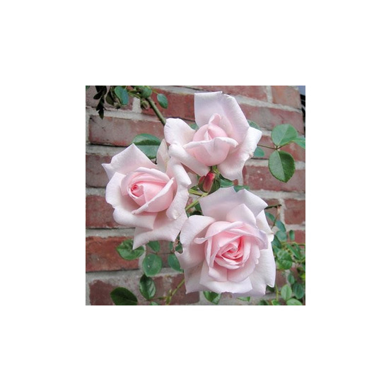 Rosier rose pâle new dawn conteneur 5 litres
