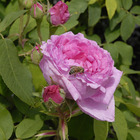 Rosier buissonnant rose clair comte de chambord conteneur 5 litres