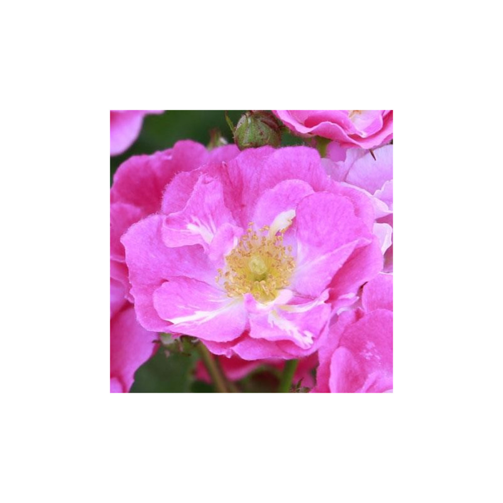 Rosier buissonnant rose clair ariel® evecoso conteneur 5 litres