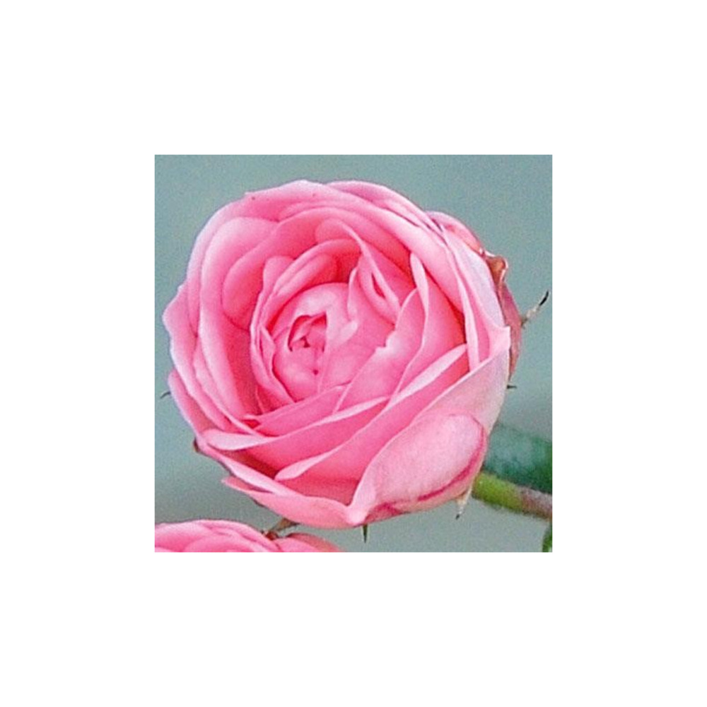 Rosier retombant rose clair jardins de valloires® evejava conteneur 5 litres