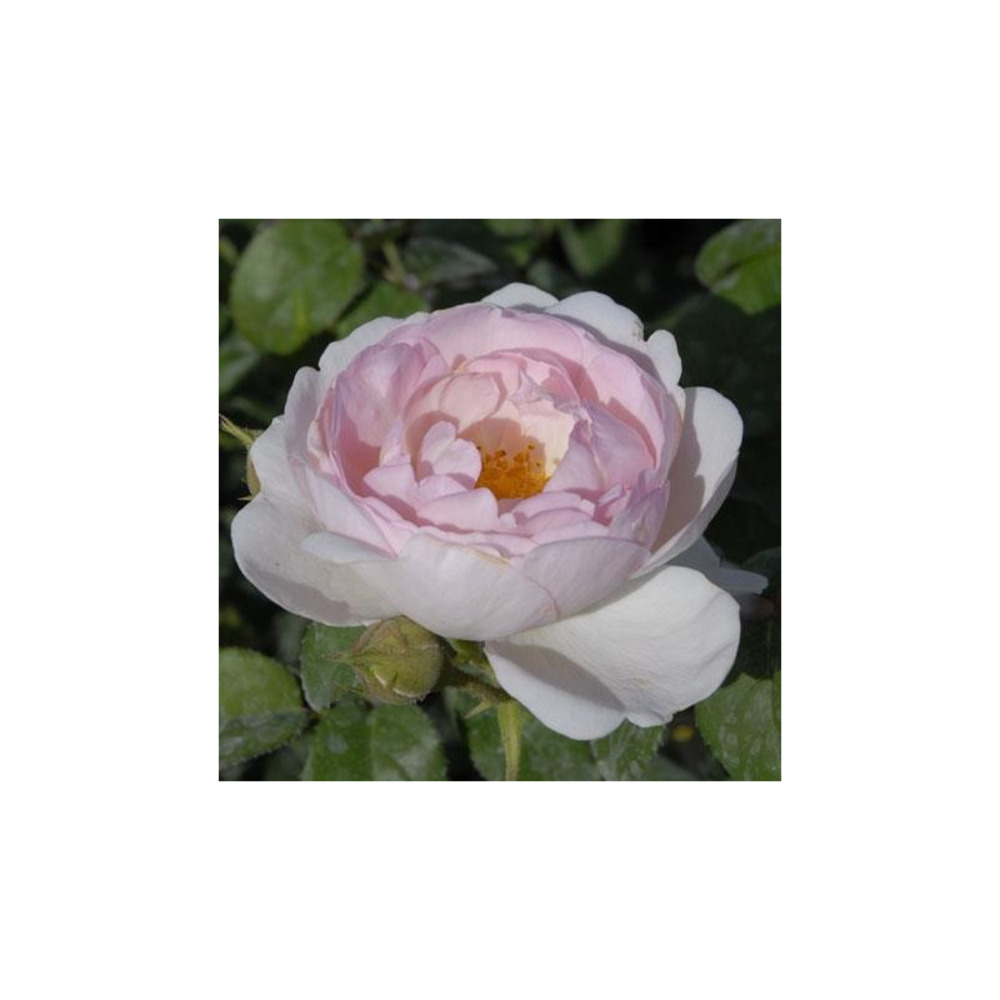 Rosier érigé rose pâle scepter'd isle® ausland conteneur 5 litres