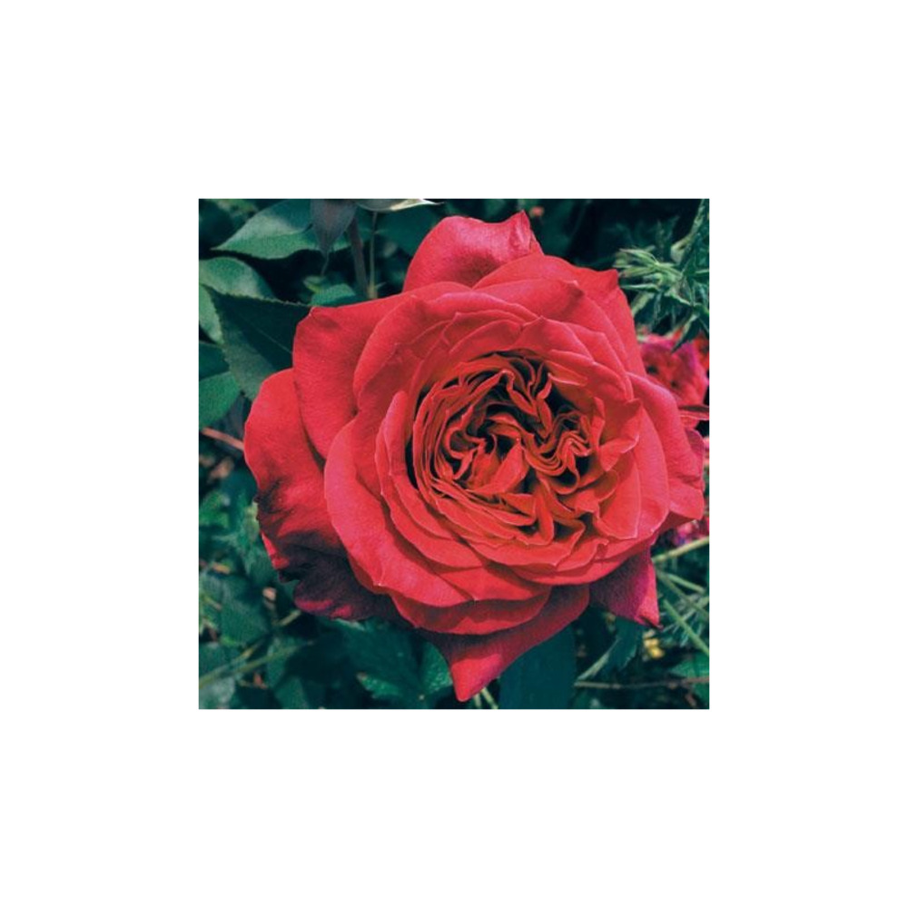 Rosier érigé rouge la belle alsacienne® evelsac conteneur 5 litres