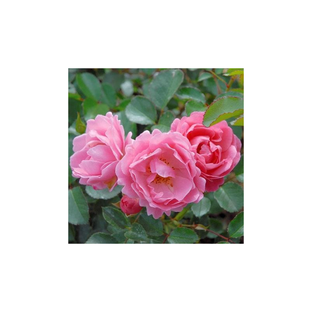 Rosier buissonnant rose clair vent d'été® korlanum conteneur 5 litres