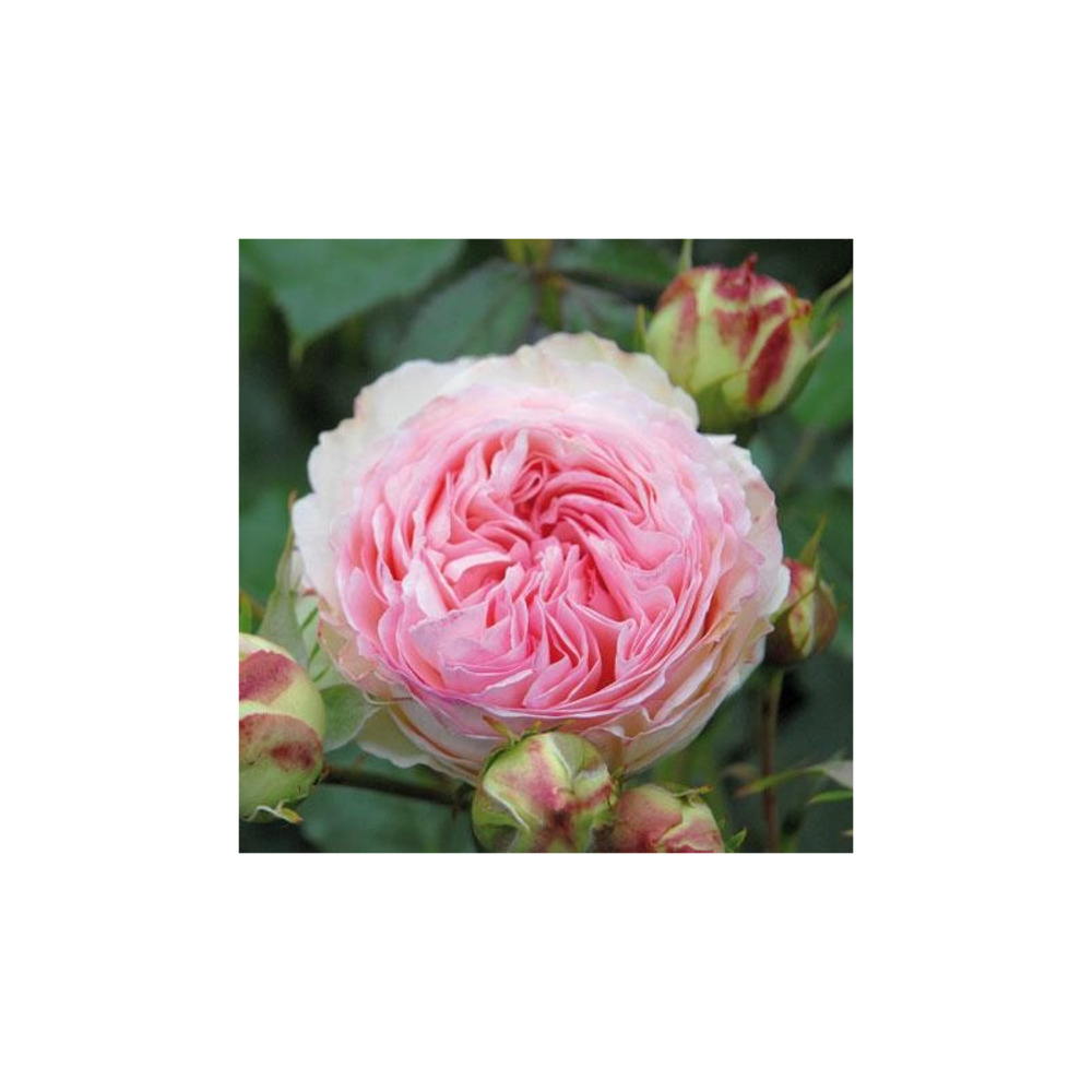 Rosier rose pâle pierre de ronsard® meiviolin conteneur 5 litres | Truffaut