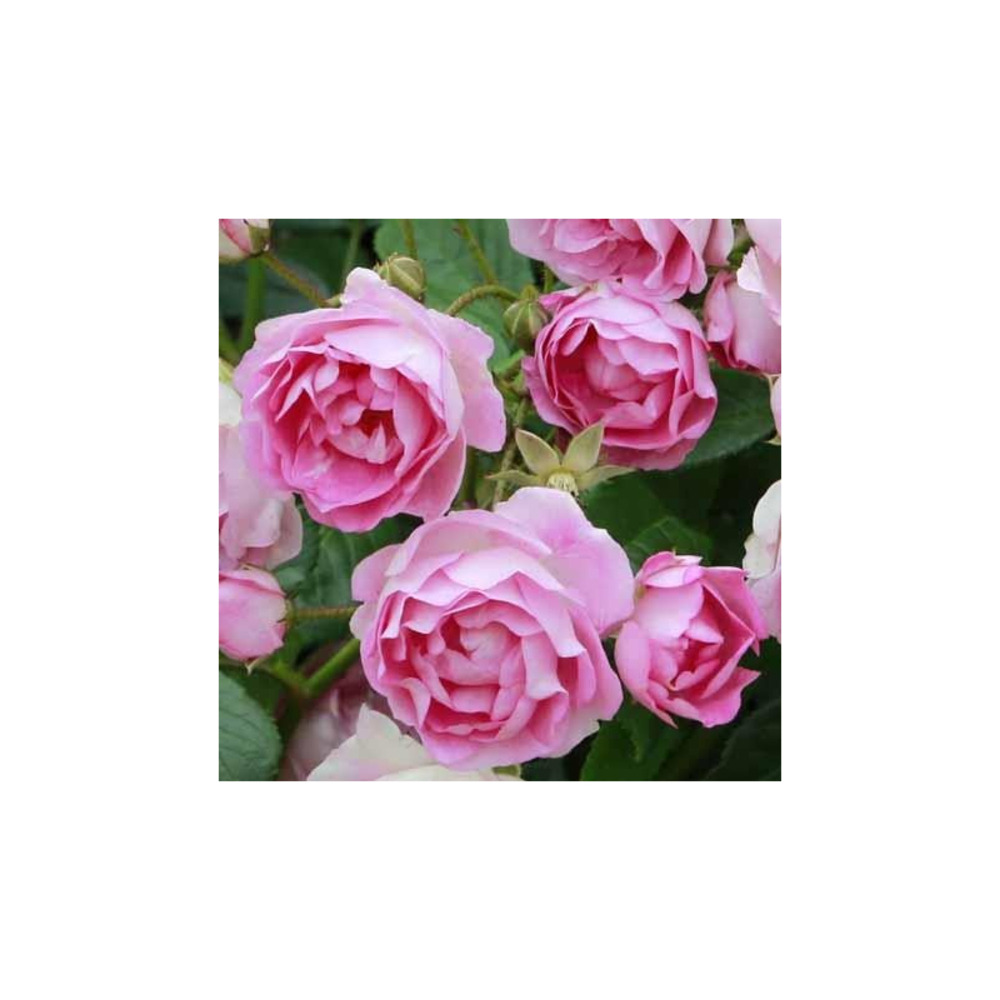 Rosier bobbie james rosier liane - hybride de multiflora - sunningdale - 1961